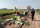 Gotong Royong Satgas TMMD dan Warga Puro: Jalan Desa Makin Cantik, Semangat Kemanunggalan Terjalin