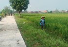 Jalan TMMD Kodim Sragen Jadi Berkah Petani, Panen Raya di Desa Puro Kini Lebih Mudah