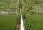 Petani Desa Puro Bersorak: Jalan Sawah TMMD Sragen Sulit Ditembus Kini Mulus