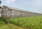 Jalan Beton TMMD Bebaskan Petani Melon Sragen dari Lumpur